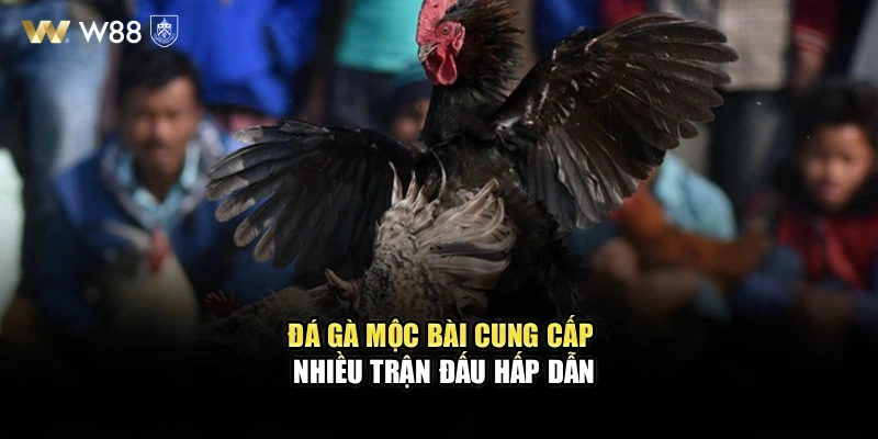 Đá gà Mộc Bài cung cấp nhiều trận đấu hấp dẫn