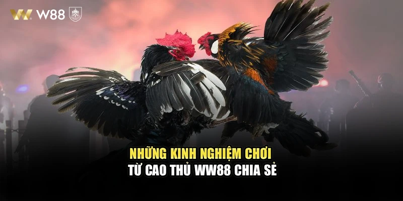 Những kinh nghiệm chơi từ cao thủ WW88 chia sẻ