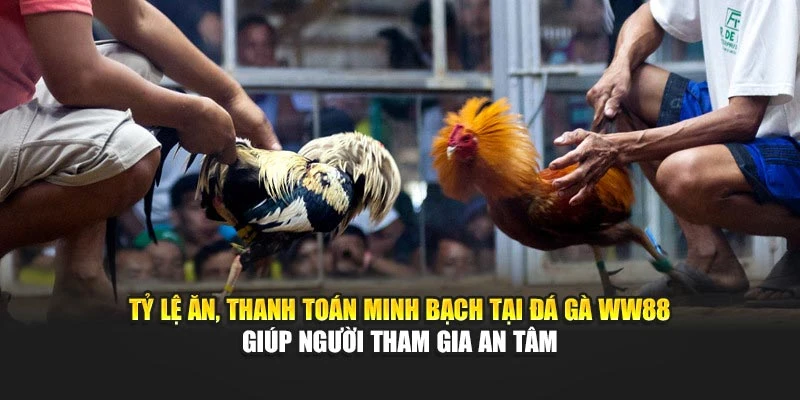 Tỷ lệ ăn, thanh toán minh bạch tại đá gà WW88 giúp người tham gia an tâm